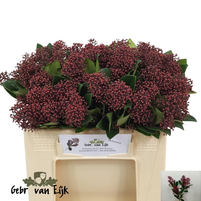 <h4>SKIM J RUBELLA BS</h4>