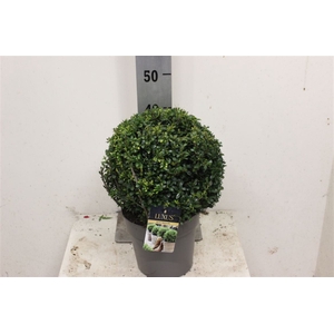 Ilex Cr Luxus Globe Bol