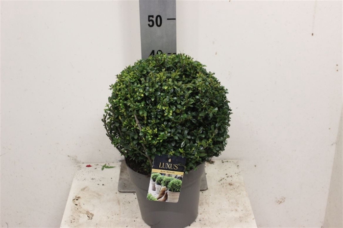 <h4>Ilex Cr Luxus Globe Bol</h4>