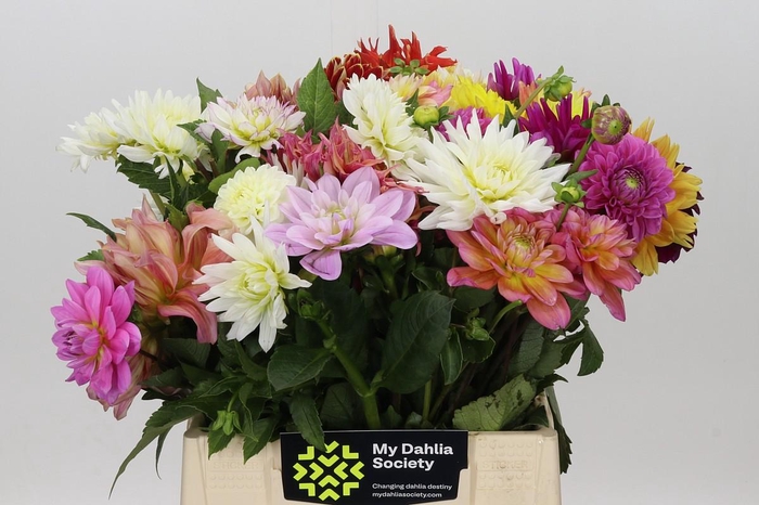 <h4>Dahlia Gemengd in bos</h4>