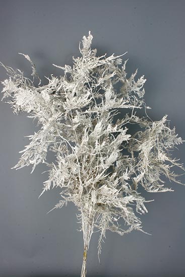 Bunch Asparagus 10pcs Pres.Slv L80