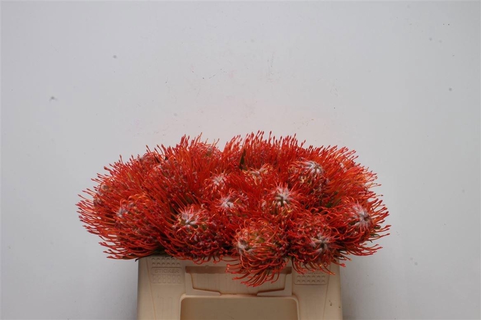 <h4>LEUCO CO TANGO</h4>