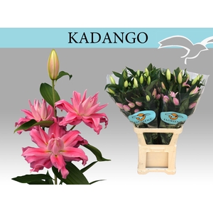 LI OR DU KADANGO