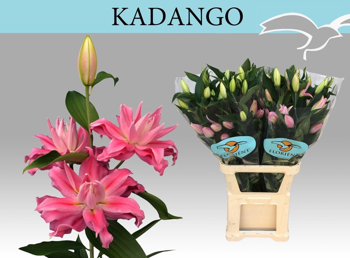 <h4>LI OR DU KADANGO</h4>