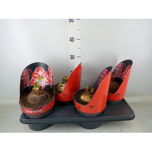 Hippeastrum GG 'Spartacus'