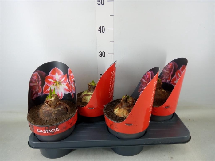 <h4>Hippeastrum GG 'Spartacus'</h4>