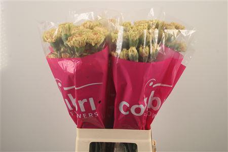 <h4>Di St Ambar</h4>