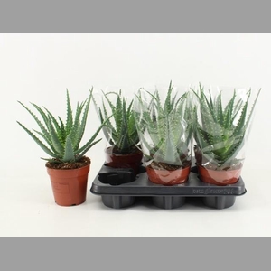 ALOE ARBORESCENS