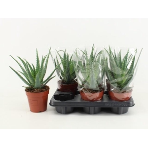 ALOE ARBORESCENS