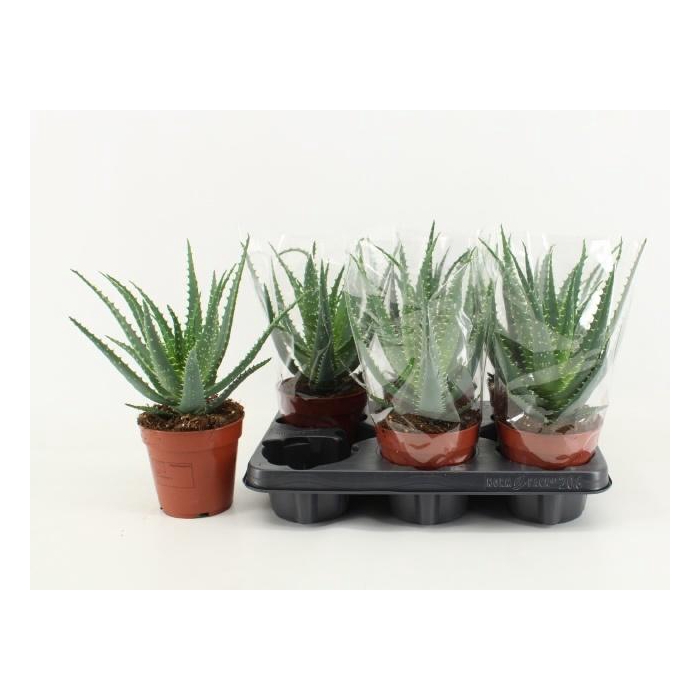 <h4>ALOE ARBORESCENS</h4>