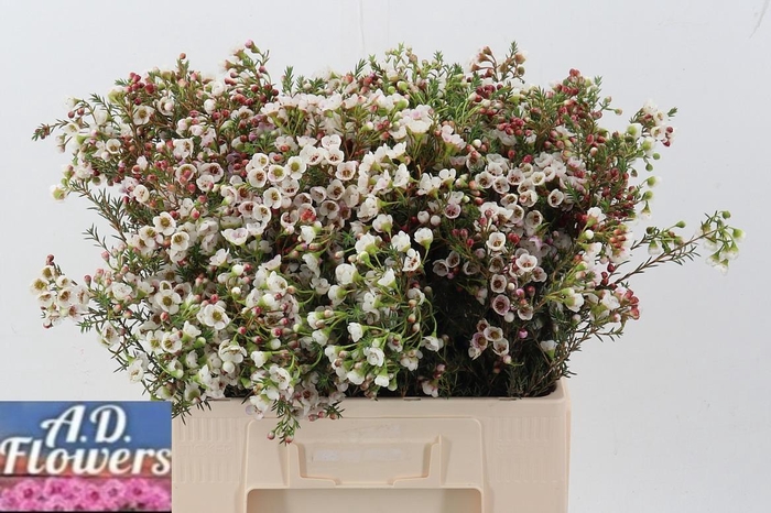 <h4>Cham un white Lion</h4>