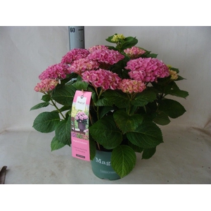Hydrangea mac.