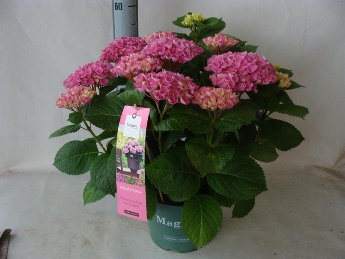 <h4>Hydrangea mac.</h4>
