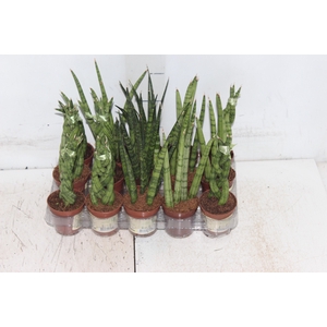 SANSEVIERA MINI MIX P06