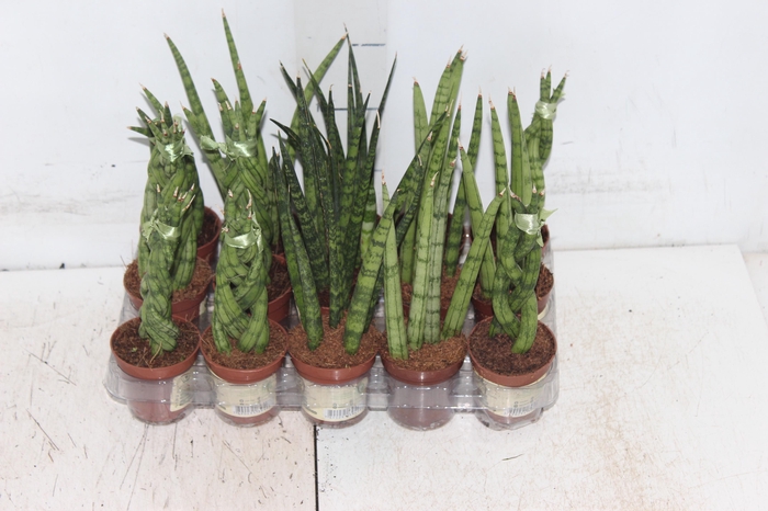 <h4>SANSEVIERA MINI MIX P06</h4>