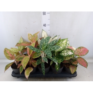 Aglaonema   ...