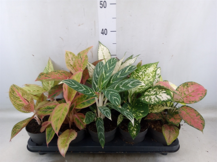 <h4>Aglaonema   ...</h4>