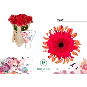 Gerbera Big Gerpasta Foxy