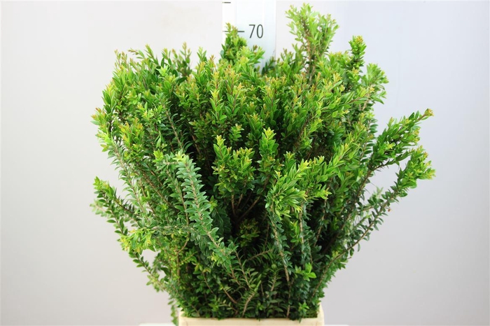 <h4>Mirte Tarantino</h4>