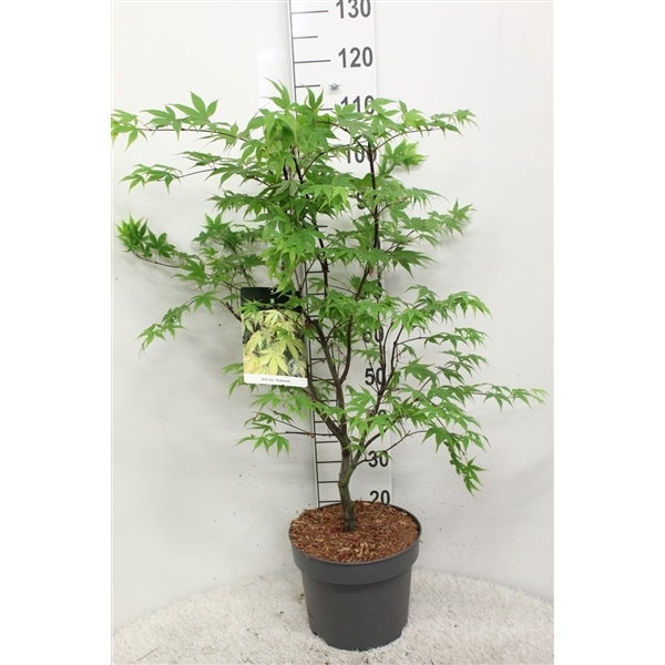 <h4>Acer palmatum 'Osakazuki' P29 potgekweekt</h4>