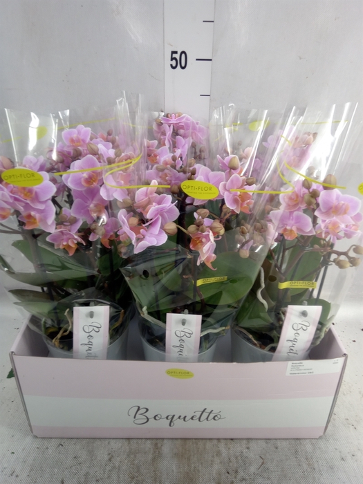 <h4>Phalaenopsis multi.   ...rose</h4>