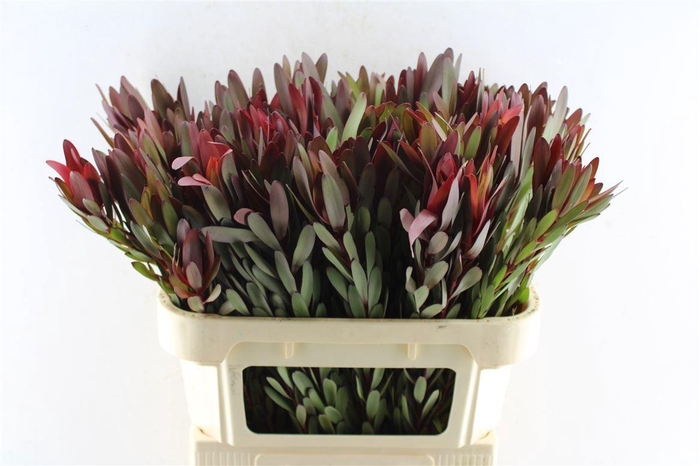 <h4>LEUCAD SAF SUNSET</h4>