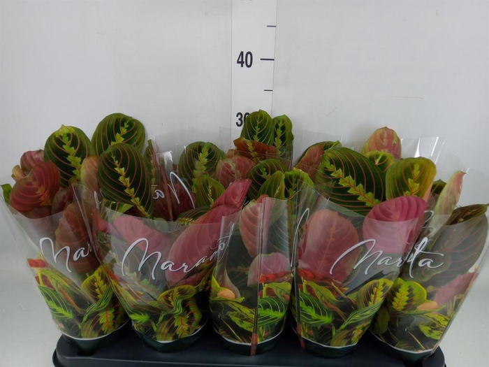 <h4>Maranta leuc. 'Fascinator'</h4>