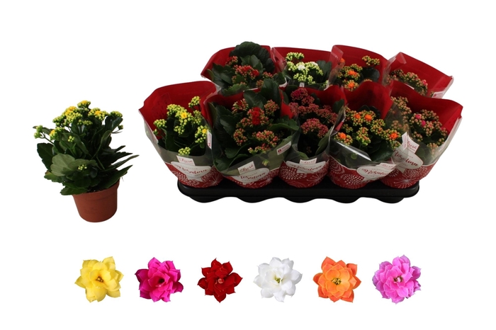 <h4>KAL GE RO GEM 6 KL</h4>