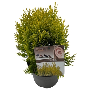 Thuja orien. 'Aurea Nana' sense