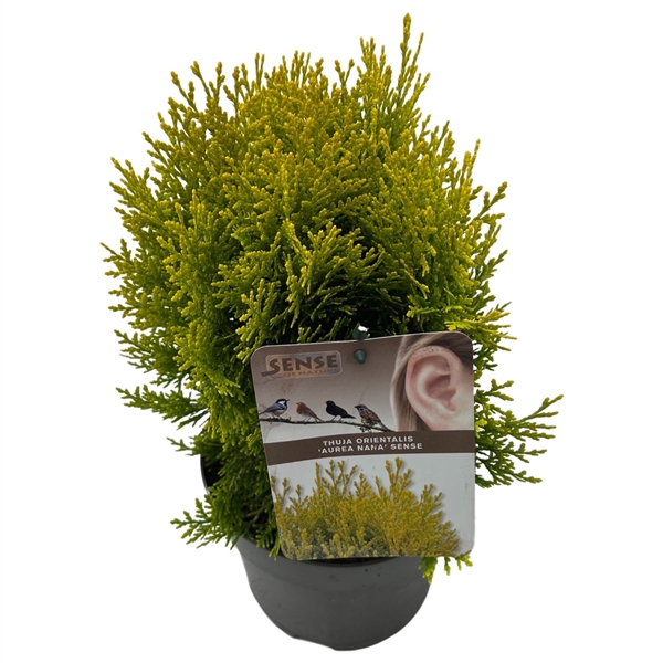 <h4>Thuja orien. 'Aurea Nana' sense</h4>