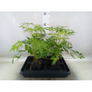 Arr.   Kamerplant Groen H%