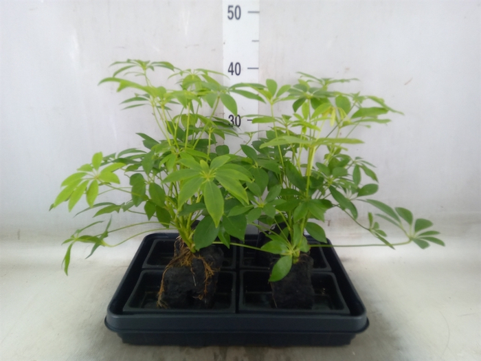 <h4>Arr.   Kamerplant Groen H%</h4>
