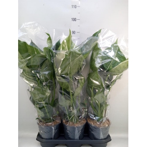 Alocasia cucullata