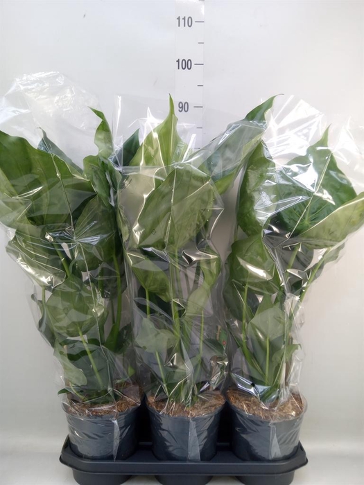 <h4>Alocasia cucullata</h4>