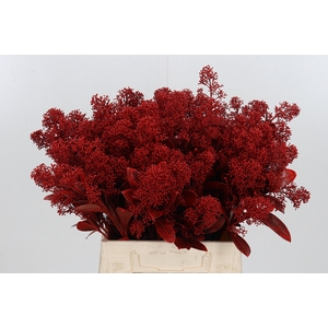 Skimmia Kl Bh Rood