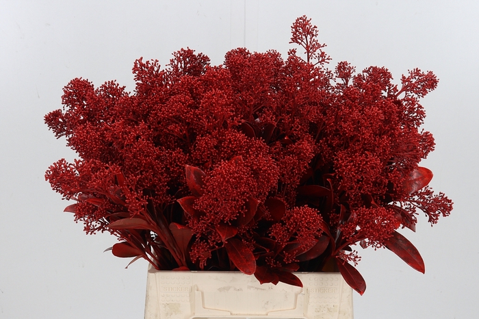 <h4>Skimmia Kl Bh Rood</h4>