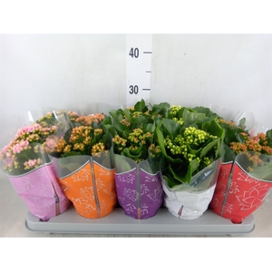 Kalanchoe blos. 'Perfecta'  ..mix 5