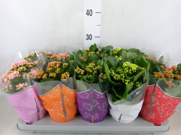 <h4>Kalanchoe blos. 'Perfecta'  ..mix 5</h4>