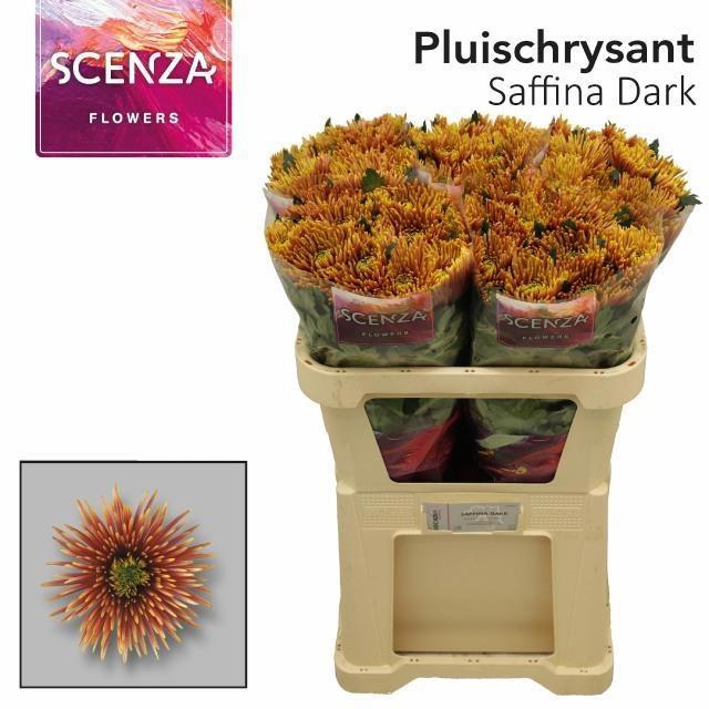 <h4>CHR G SAFFINA DARK</h4>