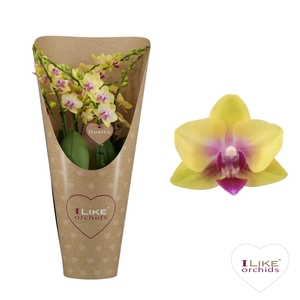 Duetto Spunky 60+ in draagcover