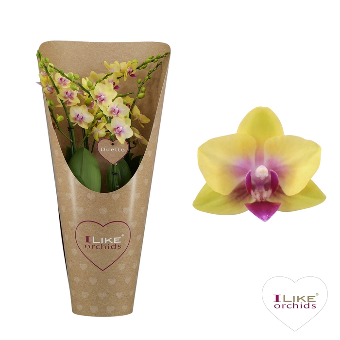 <h4>Duetto Spunky 60+ in draagcover</h4>