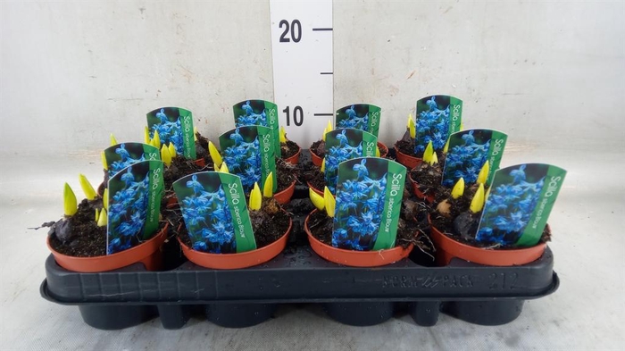 <h4>Scilla siberica</h4>