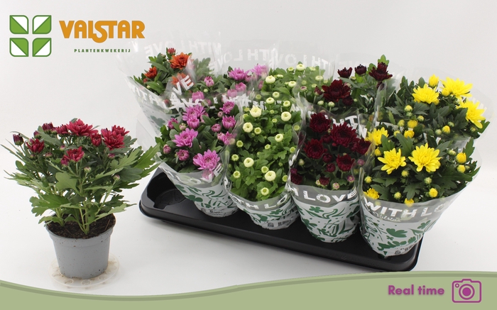 <h4>CHRYS GEM 7 KL</h4>