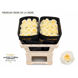 Rosa Premium Creme de La Creme