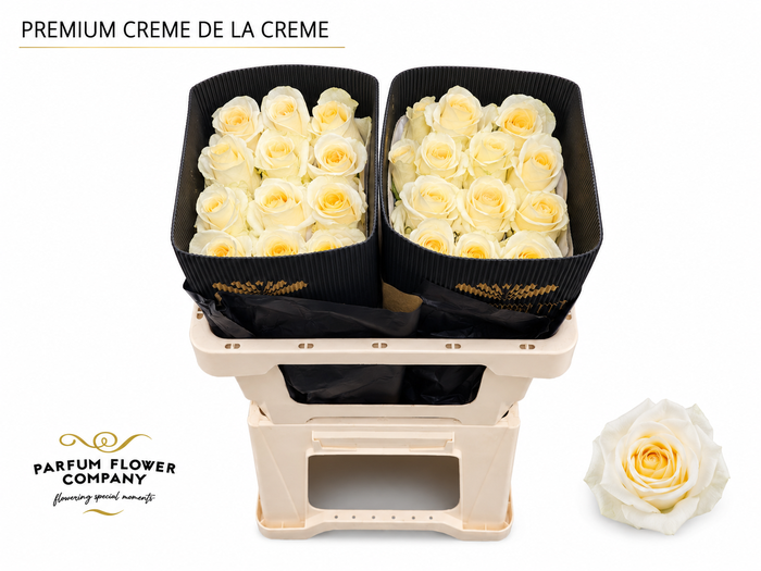 <h4>Rosa Premium Creme de La Creme</h4>