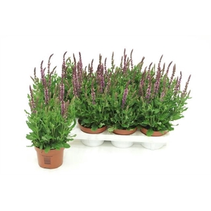 SALVIA NE SE DP ROSE