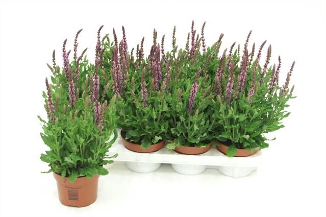 <h4>SALVIA NE SE DP ROSE</h4>