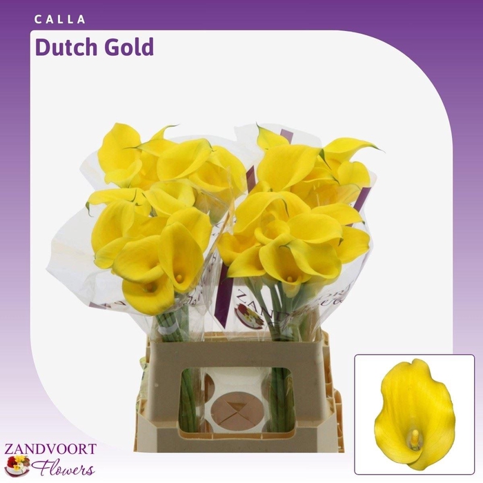 <h4>Calla Dutch Gold</h4>