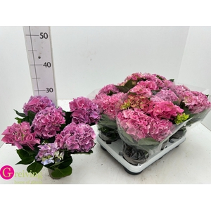 HYDR M EARLY ROSA