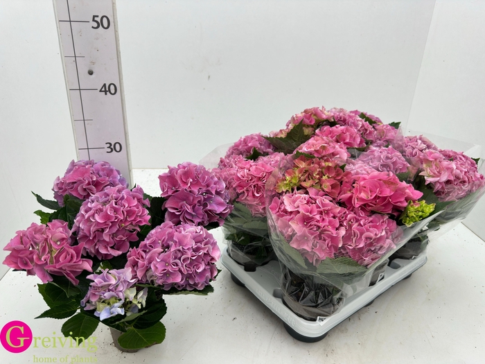 <h4>HYDR M EARLY ROSA</h4>